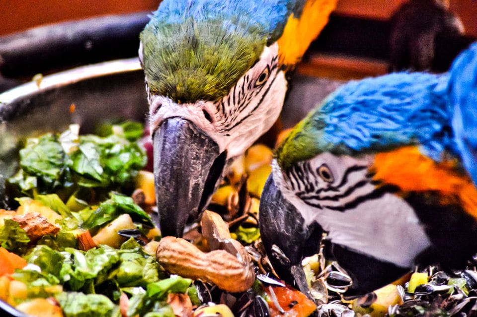 Puerto Del Carmen: Rancho Texas Lanzarote Park Entry Ticket - Accessibility Features