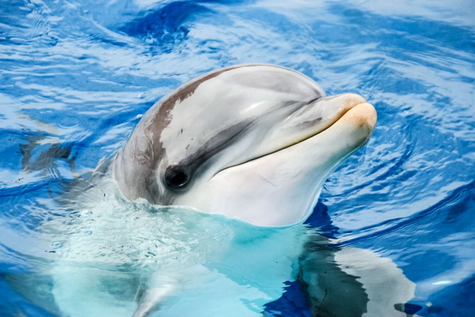 Puerto Del Carmen: Rancho Texas Lanzarote Park Entry Ticket - Tips for a Great Visit