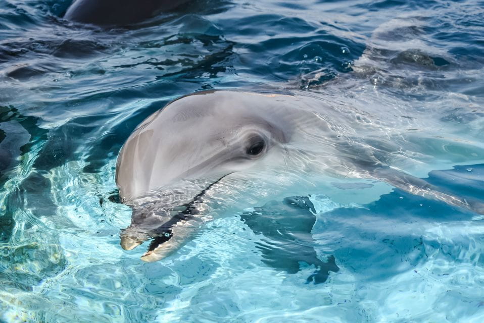 Puerto Del Carmen: Rancho Texas Lanzarote Park Entry Ticket - Nearby Attractions and Activities