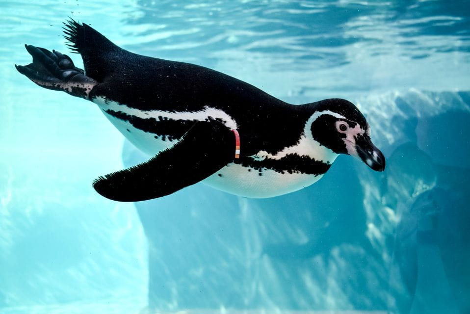 Puerto Del Carmen: Rancho Texas Lanzarote Park Entry Ticket - Things To Know