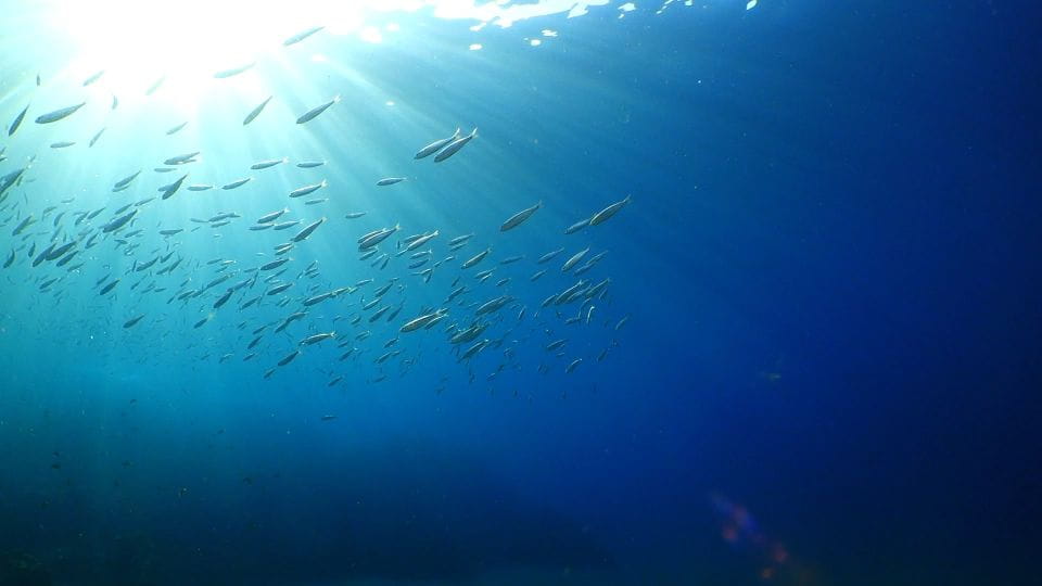 Puerto Del Carmen: Try Scuba Diving From the Beach - Scuba Diving Experience