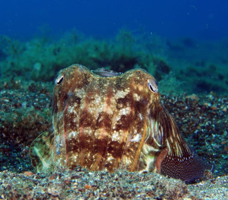 Puerto Del Carmen: Try Scuba Diving With 1 Dive - Explore Colorful Reefs