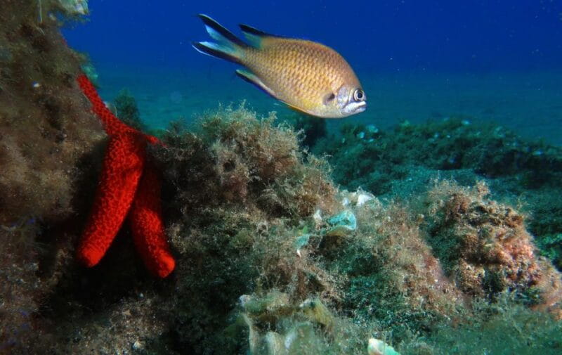 Puerto Del Carmen: Try Scuba Diving with 2 Dives and Photos - Final Thoughts: Is It Worth It?