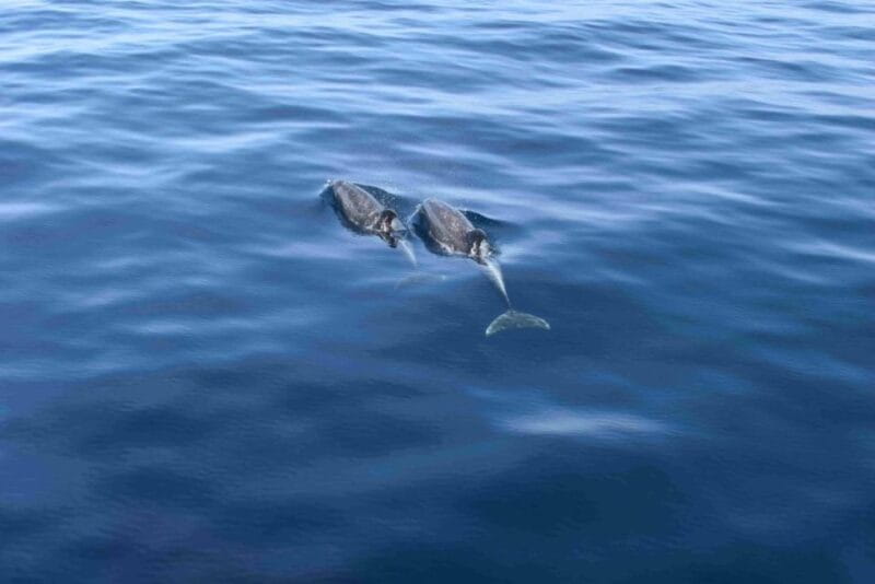 Puerto Rico de Gran Canaria: Premium Dolphin Catamaran Tour - Starting Point: Puerto Rico Base and Logistical Details
