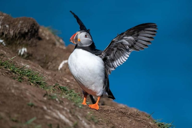 Puffin & Gufufoss Waterfall Tour from Seydisfjordur Port - Final Thoughts