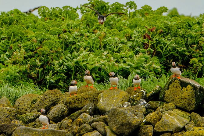 Puffin Watching Speedboat Express - FAQ