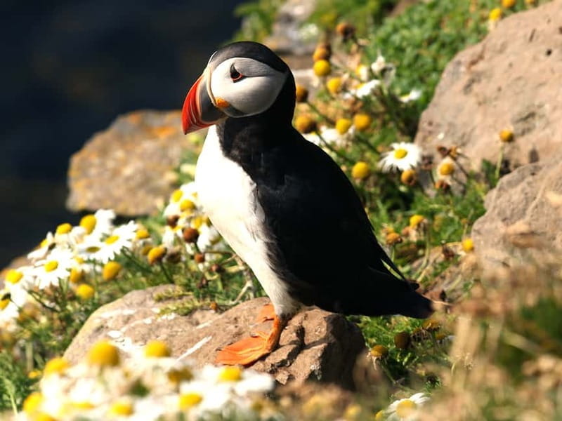 Puffin Watching Yacht Cruise from Downtown Reykjavík - FAQ