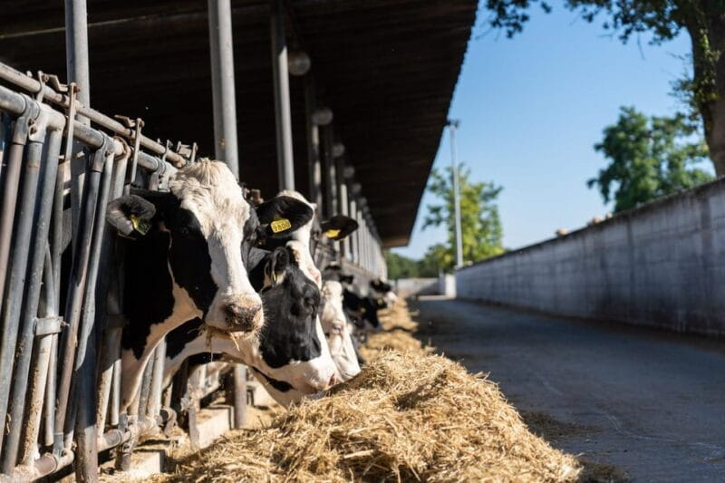 Puglia: Masseria Seppunisi Tour, Cheese, Burrata Tasting - Practical Details: What You Need To Know