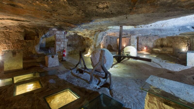 Puglia: Olive Oil Tasting Experience with Olive Grove Walk - Key Points / Takeaways