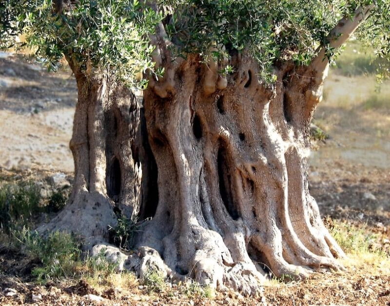 Puglia: Olive Oil Tasting Experience with Olive Grove Walk - Discovering Puglia’s Olive Heritage: An In-Depth Review