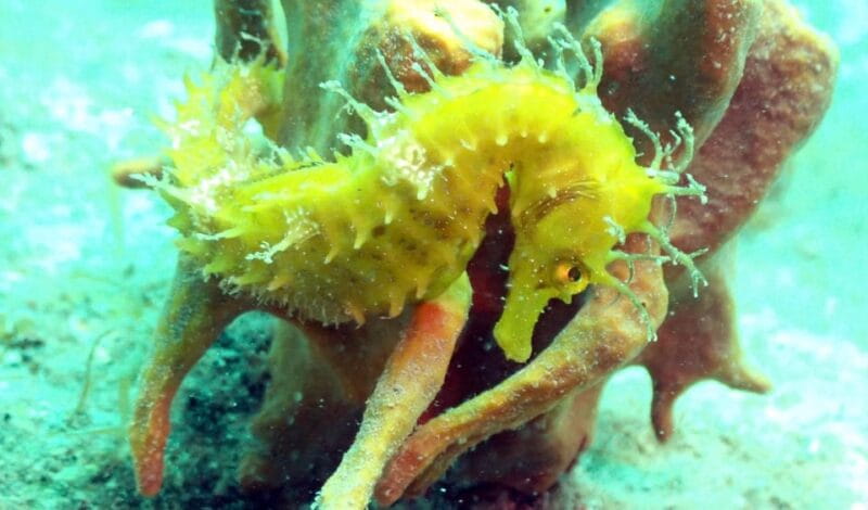 Pula: 2.5-Hour Snorkelling Experience - FAQ