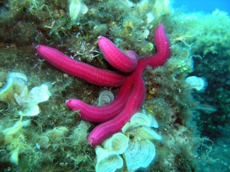 Pula: Bike Tour of Ancient Pula & Aquatic Adventures - Entering the Historic Heart of Pula