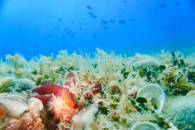 Pula Boat Trip with Snorkeling - Who Should Consider This Tour