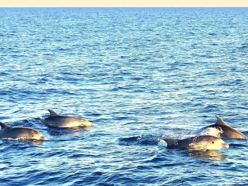 Pula: Brijuni National Park Dolphin Watching Tour w/Dinner - FAQ