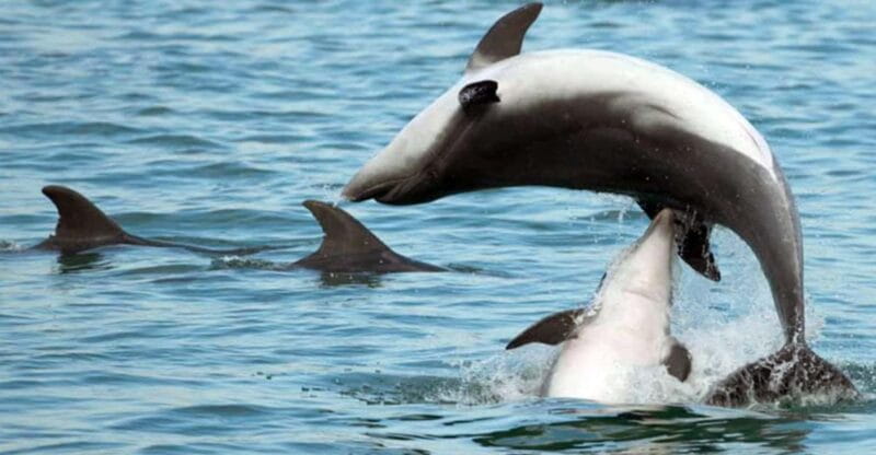 Pula Dolphin Watching Boat Trip - Practical Details: What to Know Before You Book