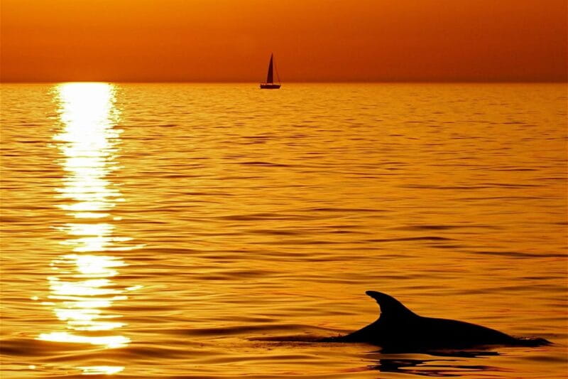 Pula Dolphin Watching Boat Trip - The Sum Up: Is This Worth It?