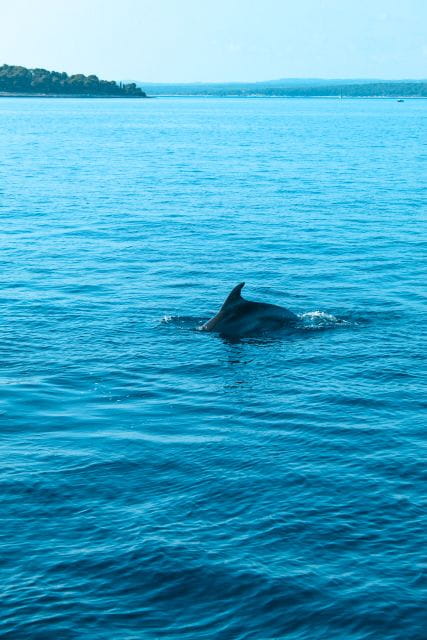 Pula: Exclusive Dolphin & Sunset Cruise With Dinner & Drinks - Boat and Transportation