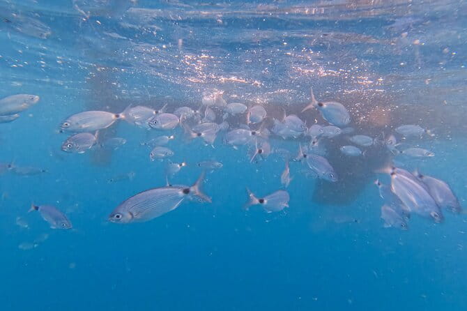 Pula: Half-Day Sailing with Drinks, SUP & GoPro (Max 6 Guests) - Final Thoughts: Is This the Right Tour for You?