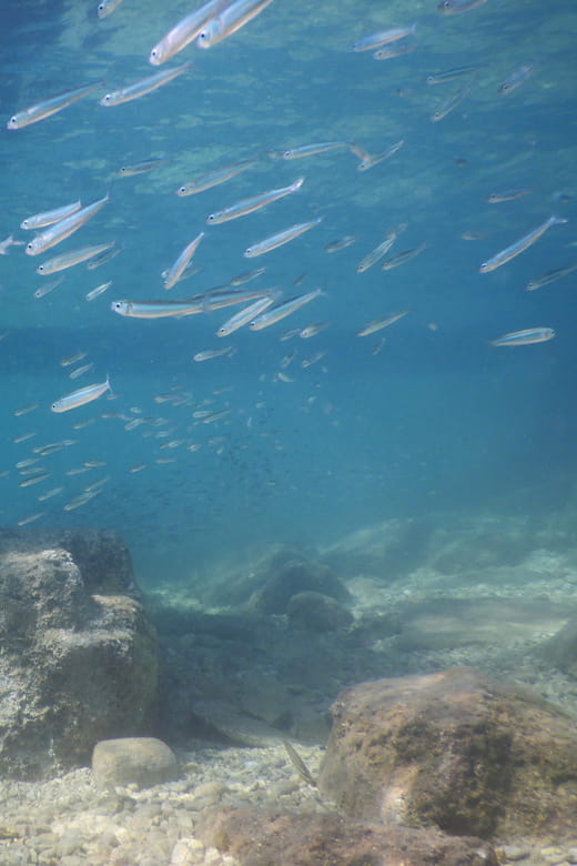 Pula: Introduction to Scuba Diving for Kids (age 8-10) - Key points / Takeaways