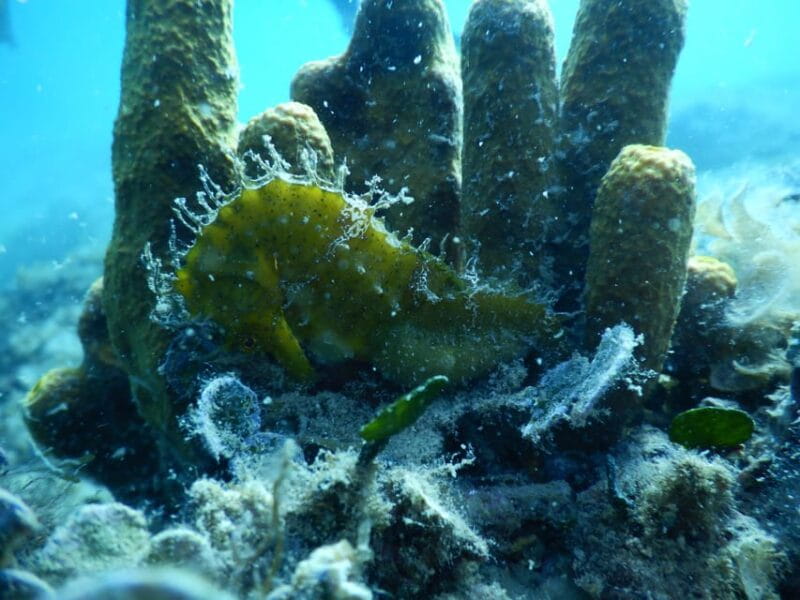 Pula: Introduction to Scuba Diving for Kids (age 8-10) - FAQ