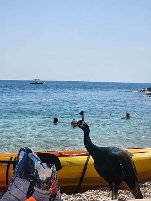Pula: Kayak Tour to Island St. Jerolim and Kozada - The Highlight: St. Jerolim and Its Wildlife and Snorkeling