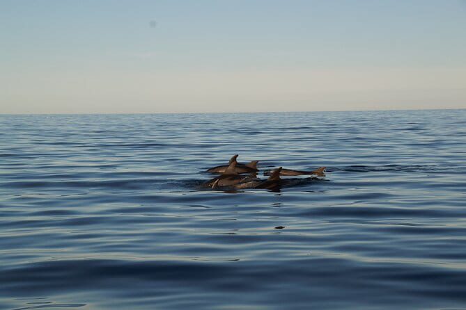 Pula: Private Golden Hour Sail - Dolphins, Drinks & Brijuni Views - Twilight Return & Reflection