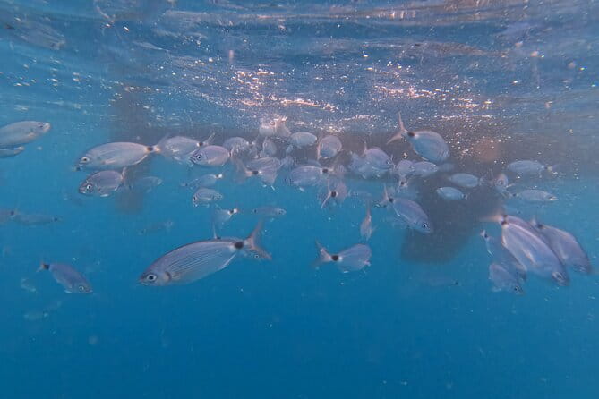 Pula Private Sailing Tour: 4-Hour Customizable Sail, Snorkel, SUP - Key Points