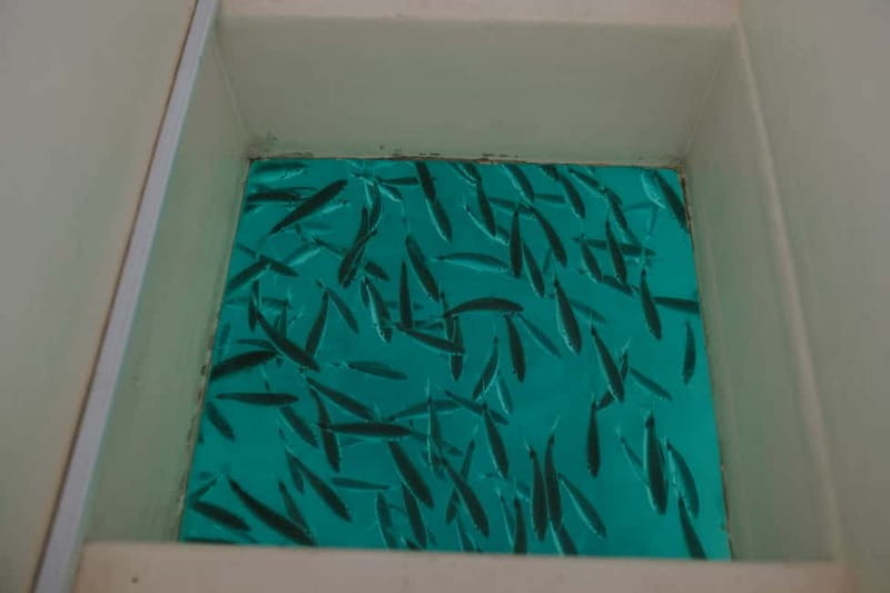 Pula Verudela: Glass-Bottom Boat and Swim with Fish Tour - The Sum Up: Is It Worth It?