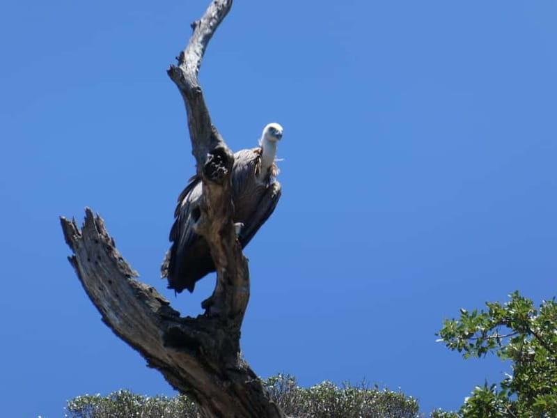 Punat: Stara Baka Wild Bays Private trip - Is It Suitable for Everyone?