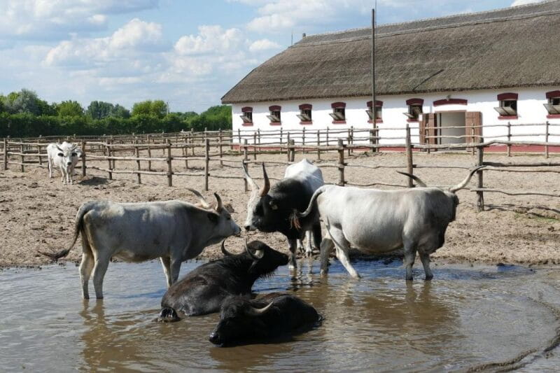 Puszta Tour and Horse Show - Practical Considerations: Logistics and Value