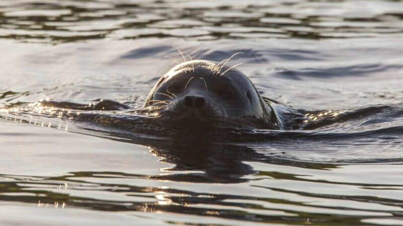 Puumala: Lake Saimaa Seal Watching Cruise - A Tranquil Journey on Finland’s Only Electric Eco-Boat