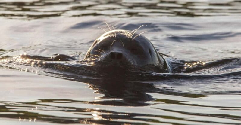 Puumala: Lake Saimaa Seal Watching Cruise - What You Might Miss or Should Consider