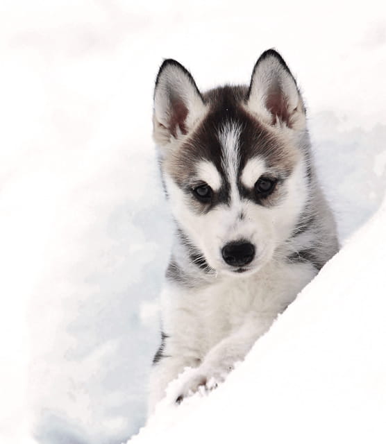 Pyhätunturi: Husky Safari including Farm Visit - Who Should Consider This Tour?