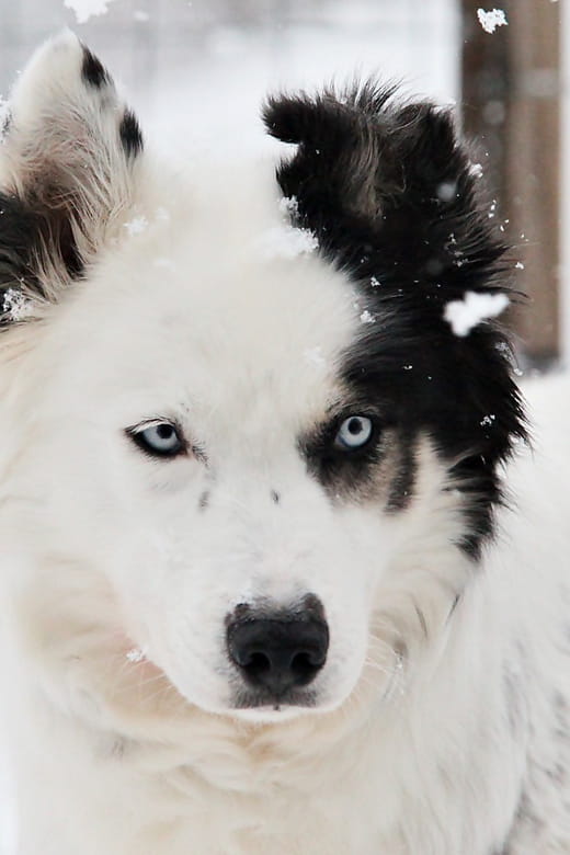 Pyhätunturi: Husky Safari including Farm Visit - FAQ