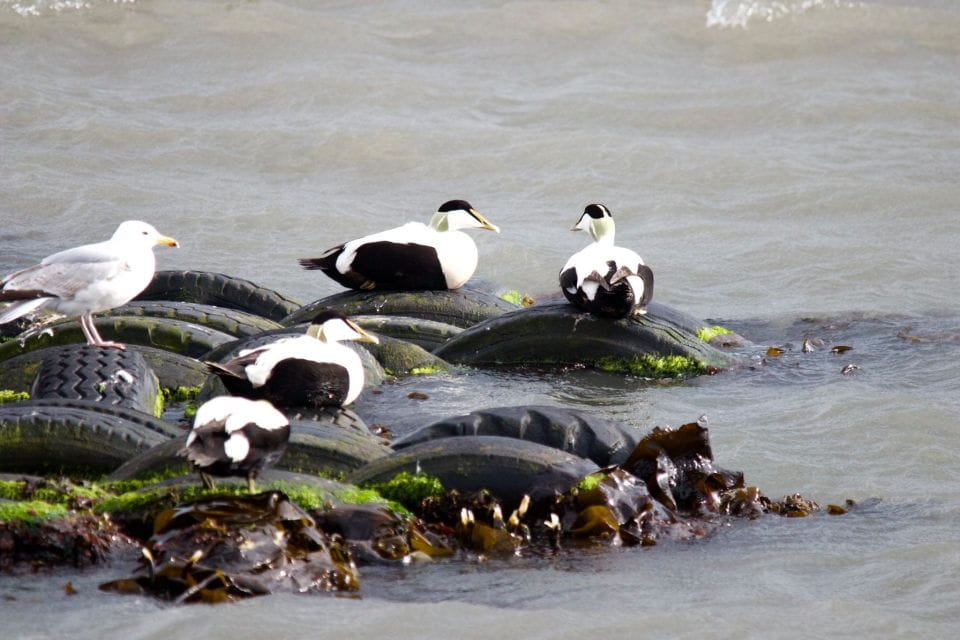 Queensferry: 1.5-Hour Maid of the Forth Sightseeing Cruise - Pricing and Booking