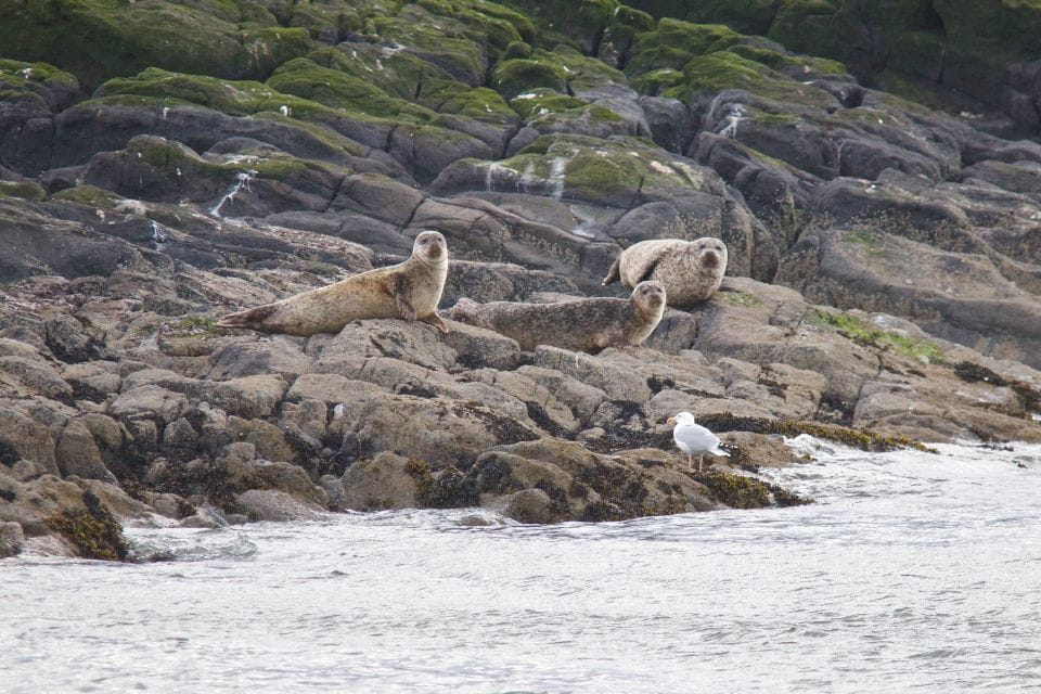 Queensferry: 1.5-Hour Maid of the Forth Sightseeing Cruise - Accessibility and Recommendations