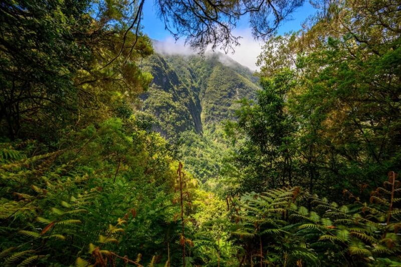 Queimadas Caldeirão Verde Madeira Island Walk - Who Will Love This Experience?