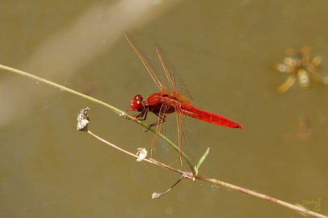 Querceti di Quasano: excursion in the Alta Murgia National Park - Key Points & Takeaways