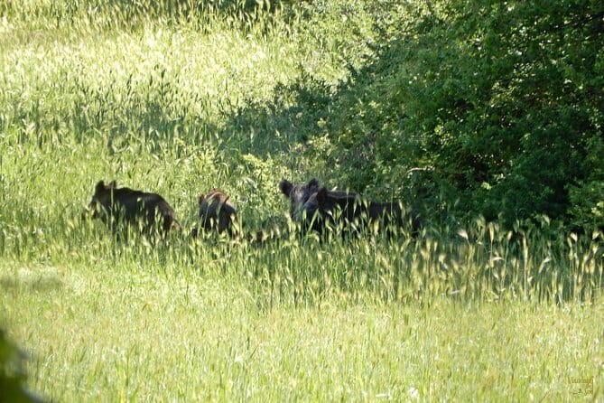 Querceti di Quasano: excursion in the Alta Murgia National Park - The Experience in Detail: What to Expect