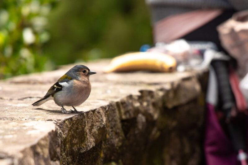 Rabaçal: 25 Fontes & Risco Levada Transfer Self-guided Hike - Key points / Takeaways