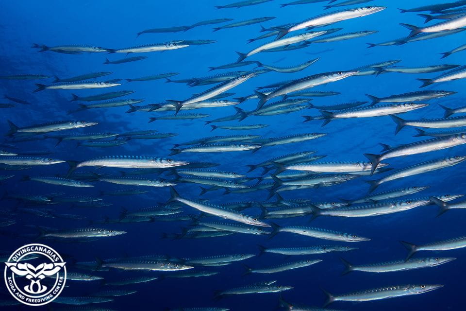Radazul Beach : Diving Lesson - Inclusions and Requirements