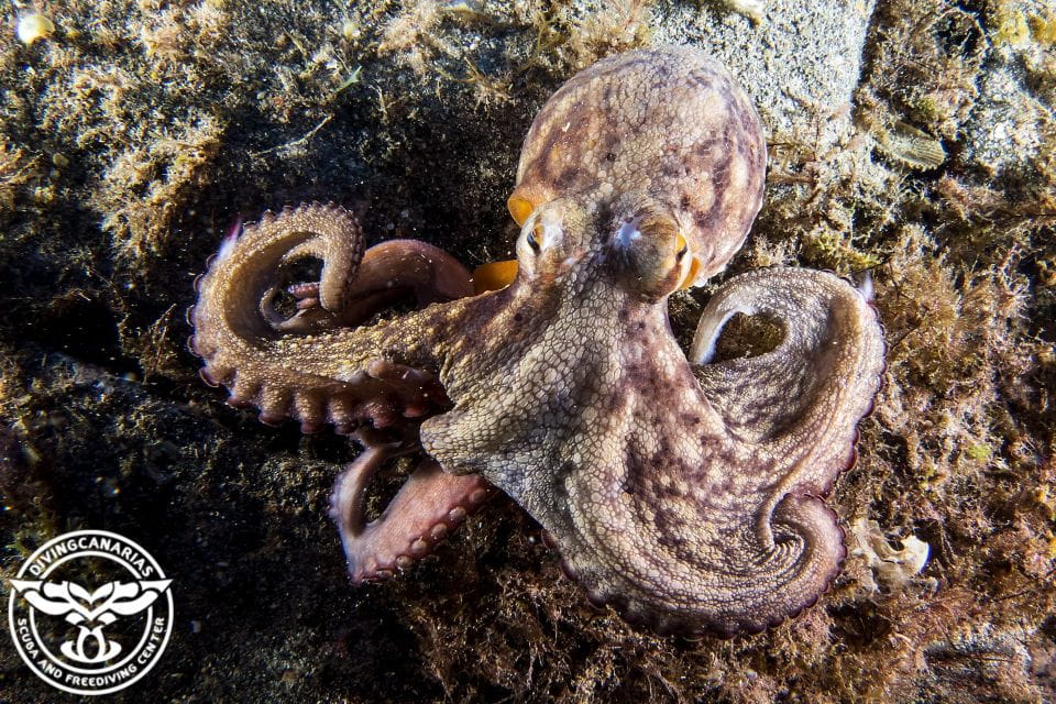 Radazul Beach : Diving Lesson - Meeting Details