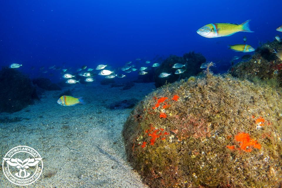 Radazul Beach : Diving Lesson - Medical Considerations