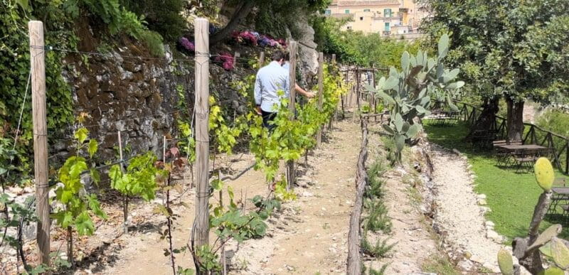 Radici: IImmerse yourself in the heady scents of our garden - Discovering the Hidden Garden of Ragusa Ibla
