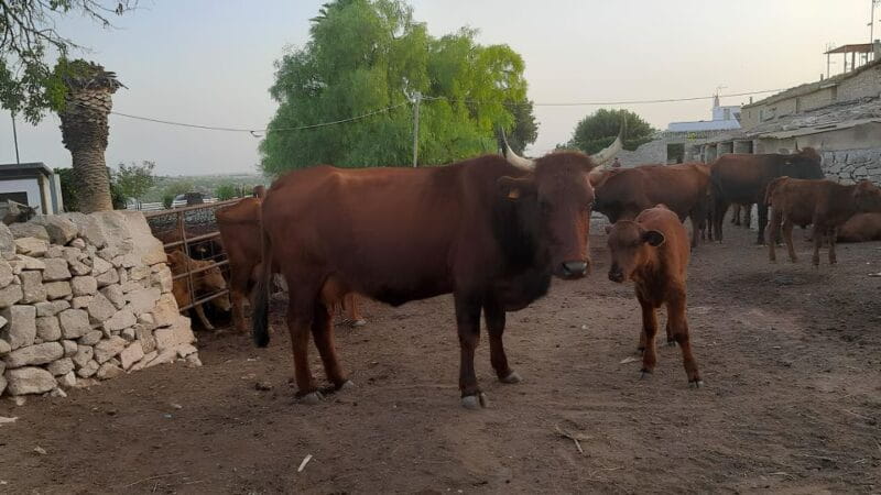 Ragusa: Ricotta Making Expereince at a Farm with Dinner - Who Will Love This Tour?