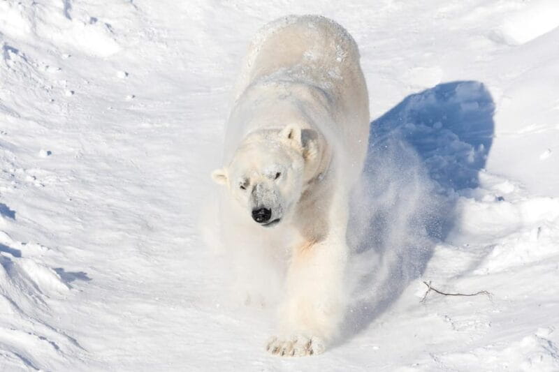 Ranua: Wildlife Park Entrance Ticket - What to Expect on Your Walk Through the Forest