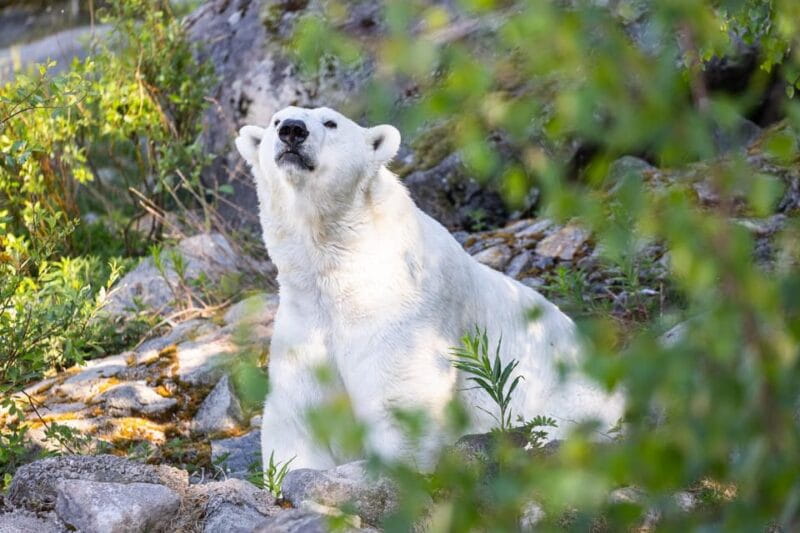 Ranua: Wildlife Park Entrance Ticket - Seasonal Charm and Practical Tips