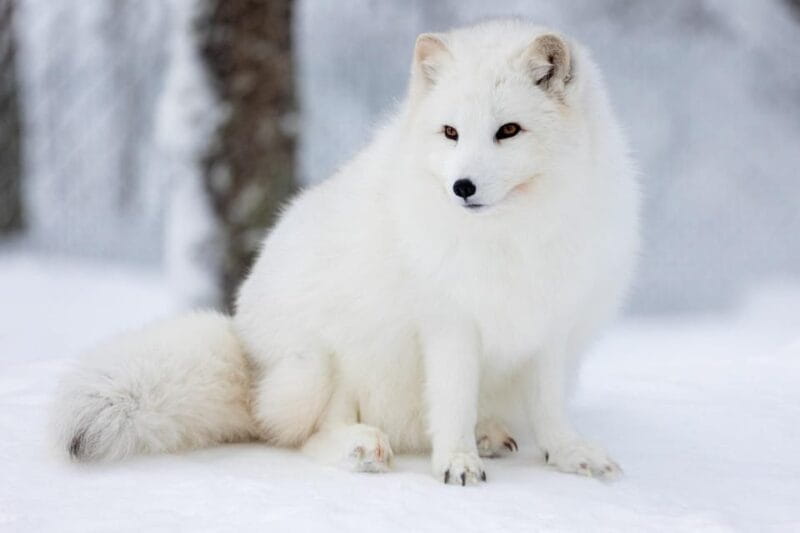 Ranua: Wildlife Park Entrance Ticket - Who Should Visit?