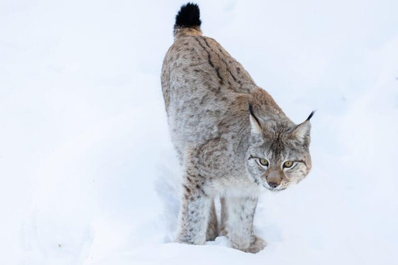 Ranua: Wildlife Park Entrance Ticket - Who Will Love This Experience?