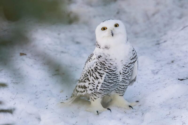 Ranua: Wildlife Park Entrance Ticket - Frequently Asked Questions